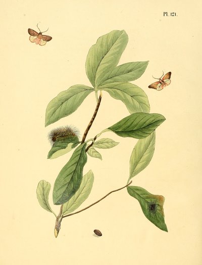 Illustration of: unidentified butterfly, described as Phalaena elaeodendri by Jan Christiaen Sepp